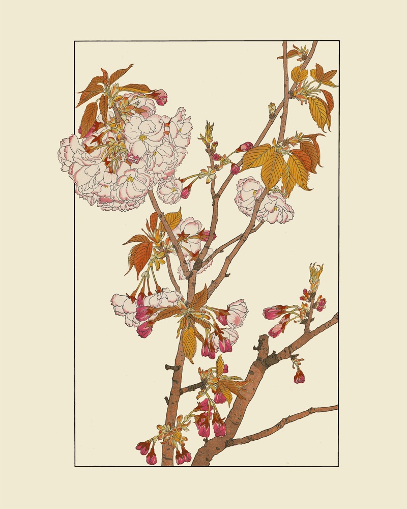 杉浦非水『非水百花譜』No.001「やへざくら」の植物図案