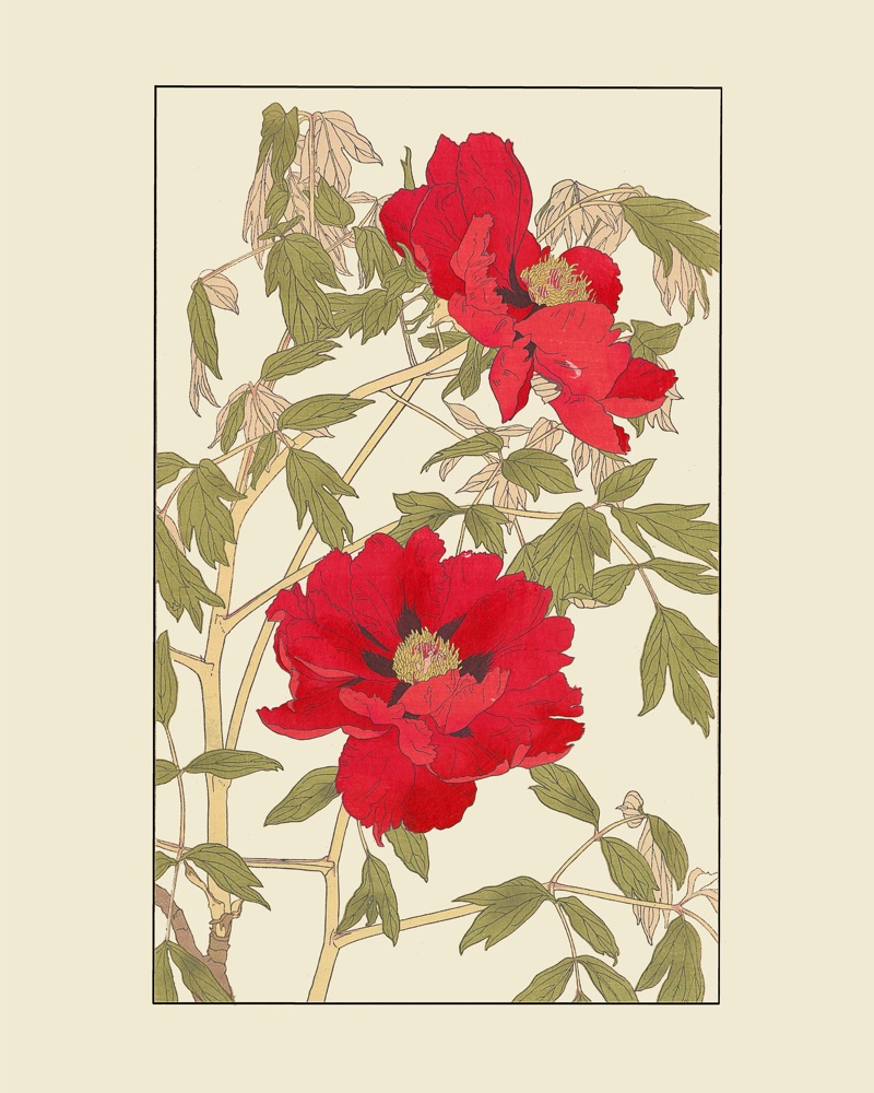 ぼたんを30x40 cm / 12x16″の比率で確認