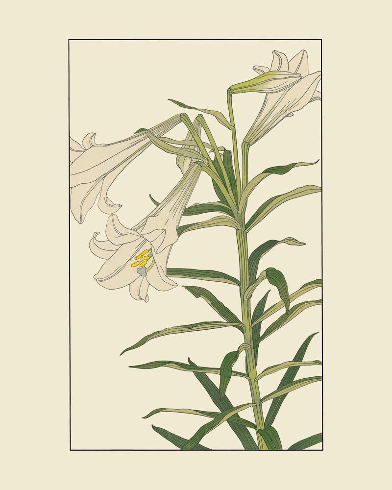 杉浦非水の植物図案「てつぽうゆり」