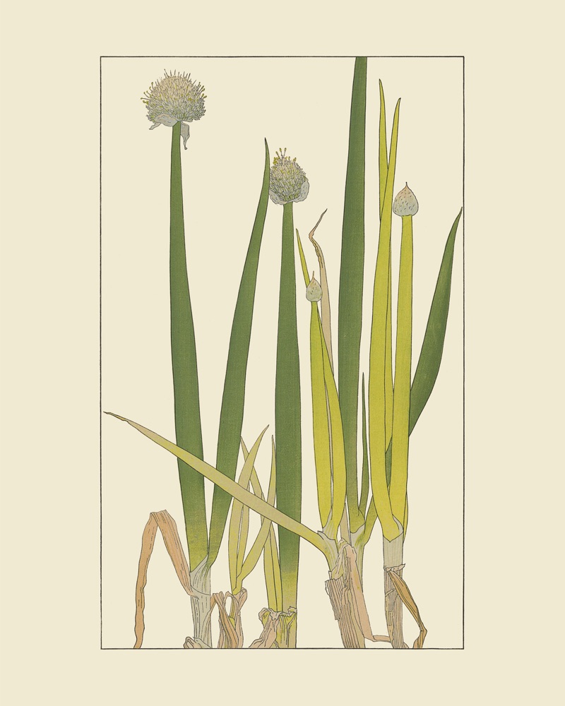 ねぎを30x40 cm / 12x16″の比率で確認