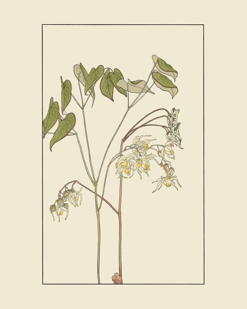 杉浦非水の植物図案「いかりそう」