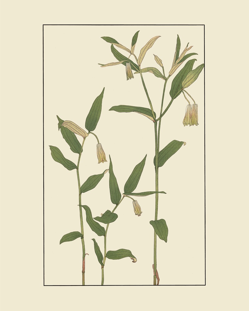 杉浦非水の植物図案「はうちやくそう」