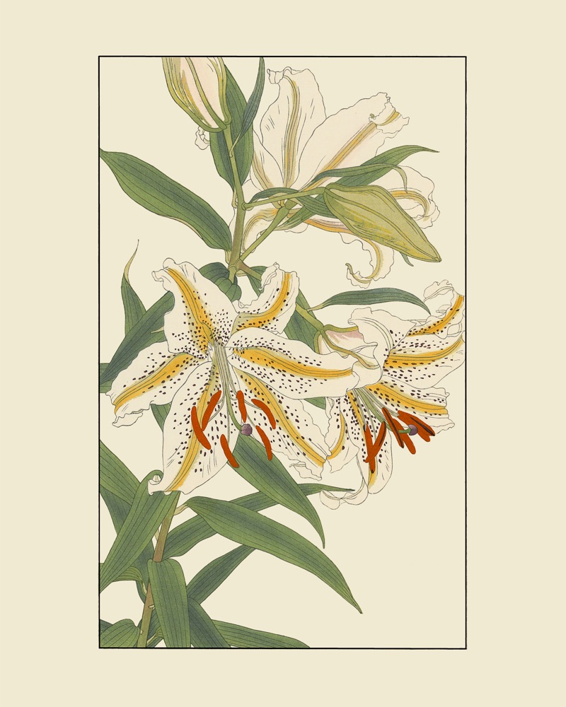 杉浦非水の植物図案「やまゆり」