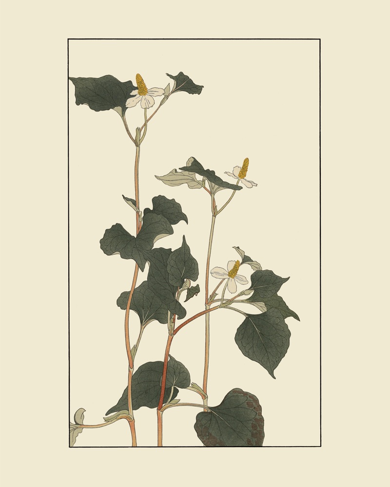 杉浦非水の植物図案「どくだみ」