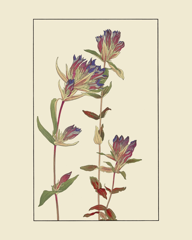 りんだうを30x40 cm / 12x16″の比率で確認
