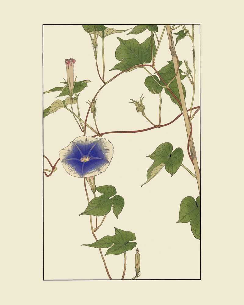 杉浦非水の植物図案「あさがほ」