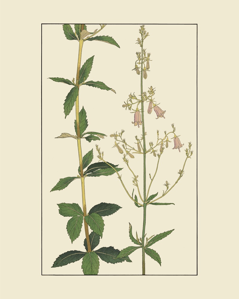 つりがねにんじんを30x40 cm / 12x16″の比率で確認