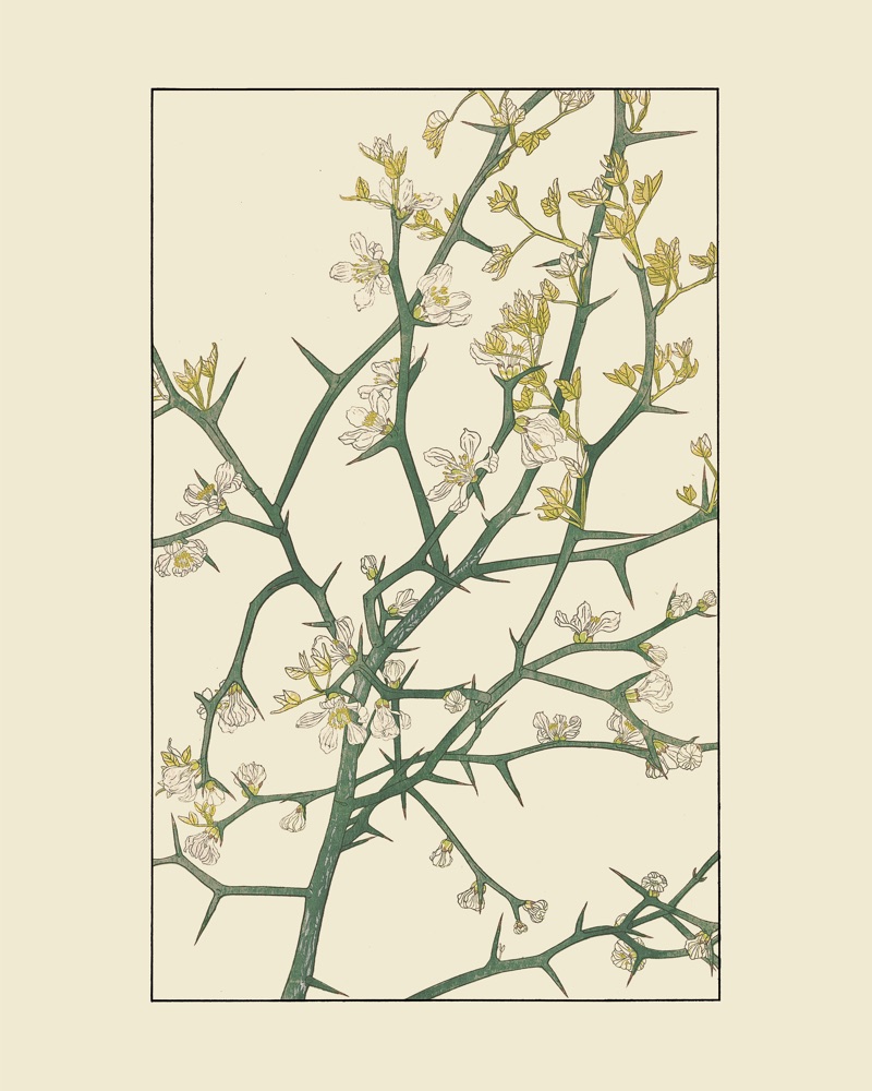 杉浦非水『非水百花譜』No.027「からたち」の植物図案