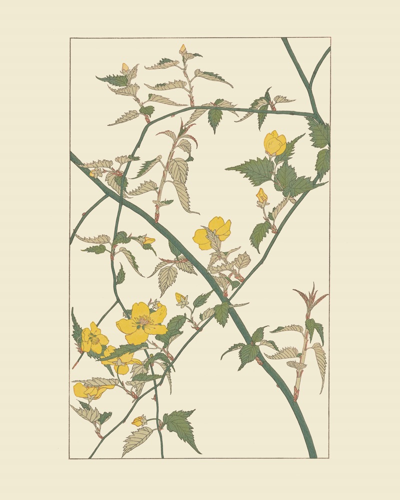 やまぶきを30x40 cm / 12x16″の比率で確認