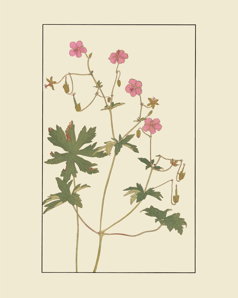 杉浦非水の植物図案「あかぬまふうろ」