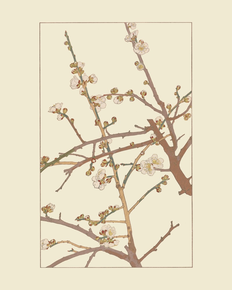 うめを30x40 cm / 12x16″の比率で確認