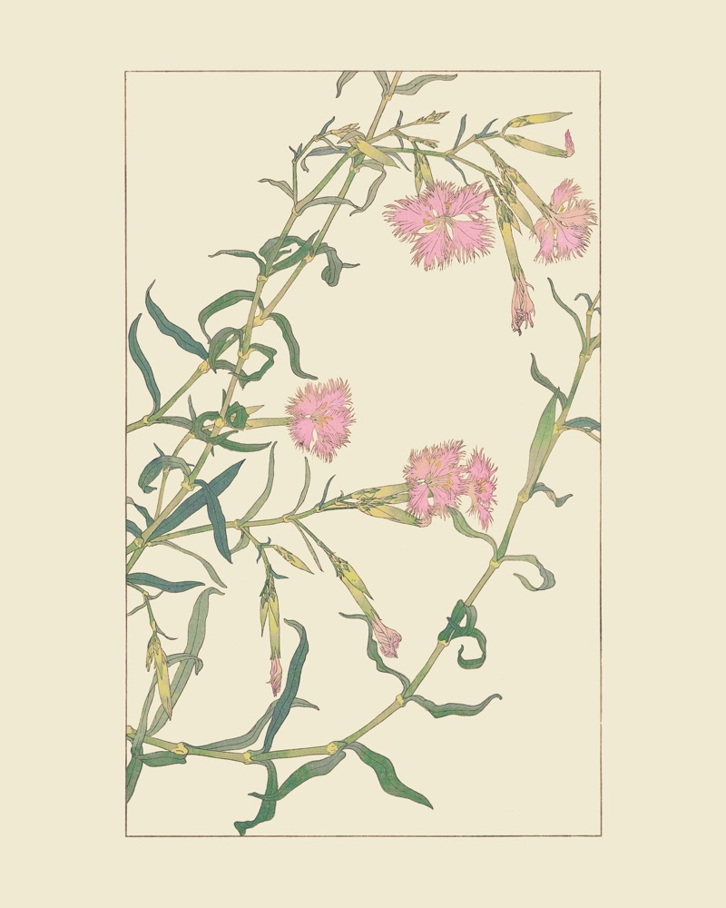 なでしこを30x40 cm / 12x16″の比率で確認