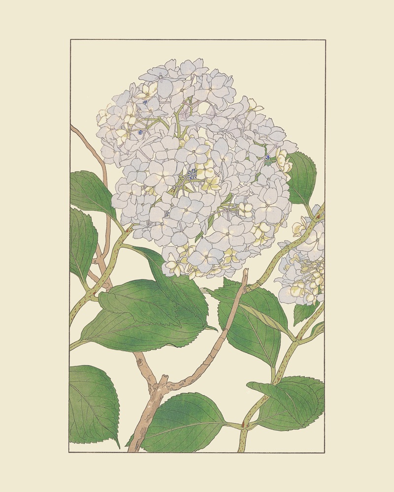 杉浦非水の植物図案「あぢさい」