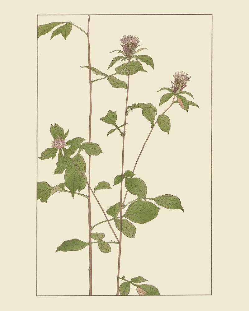 をけらを30x40 cm / 12x16″の比率で確認