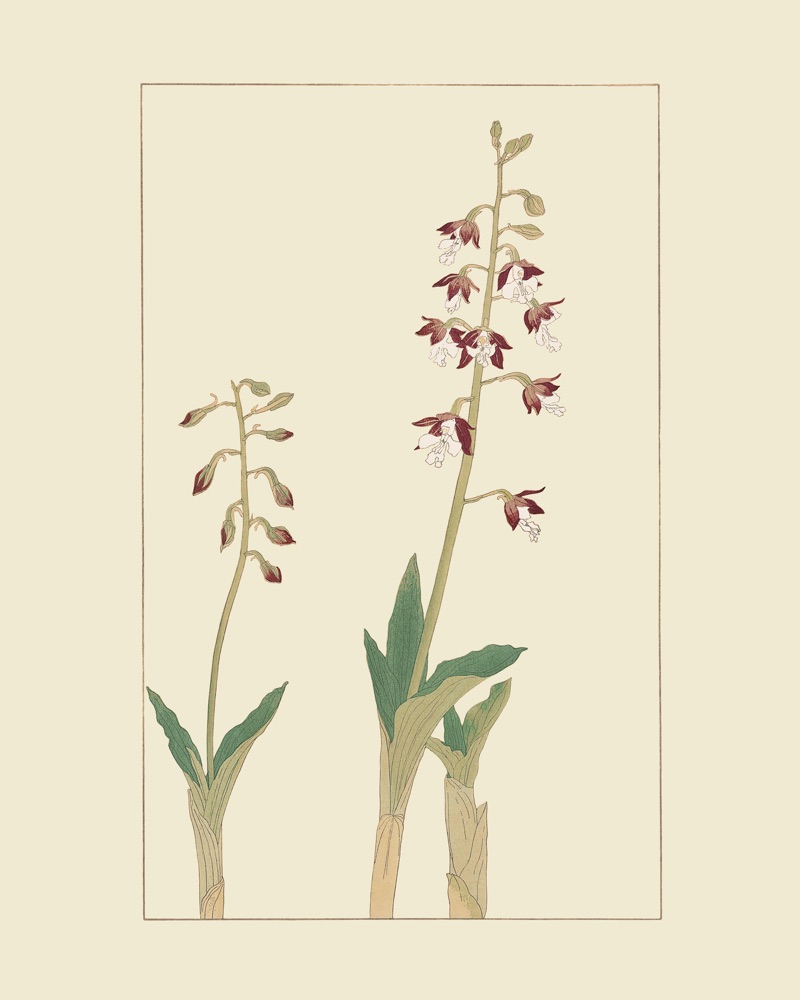杉浦非水の植物図案「えびね」