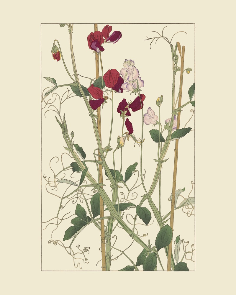 じやかうれんりさうを30x40 cm / 12x16″の比率で確認