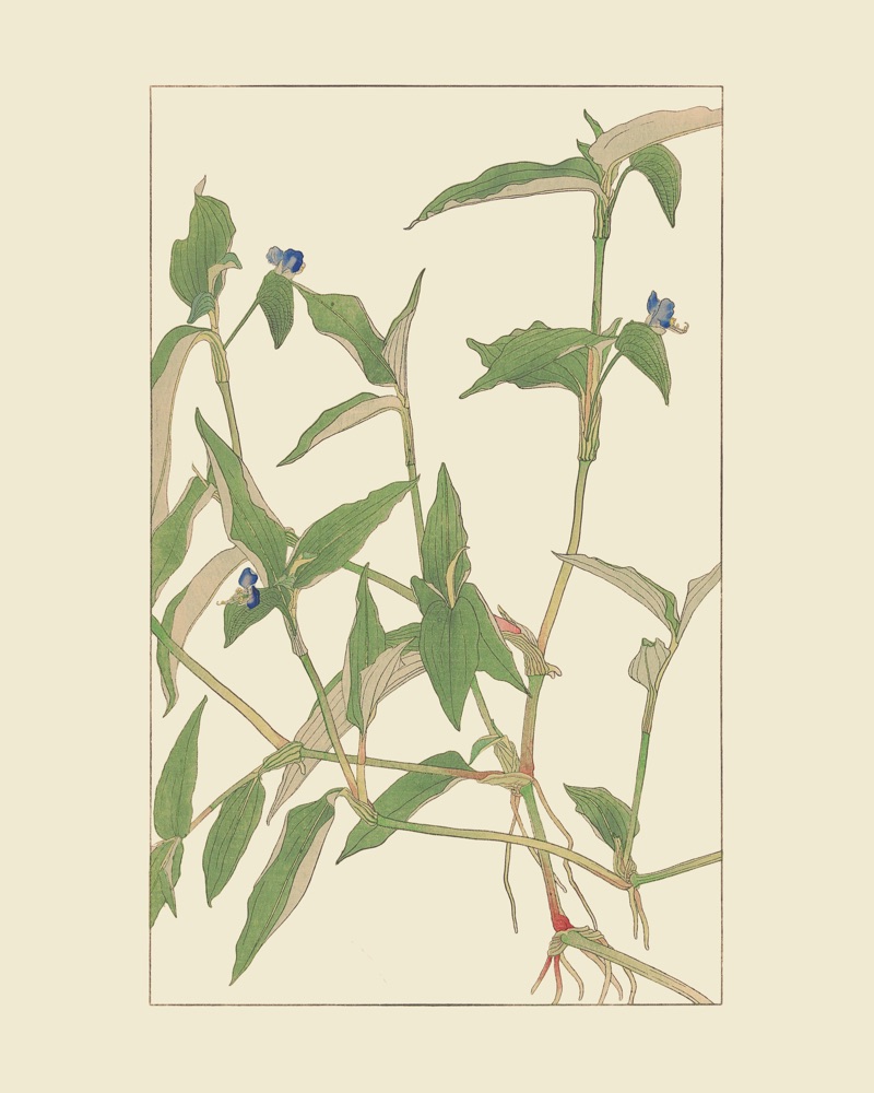 杉浦非水の植物図案「つゆくさ」