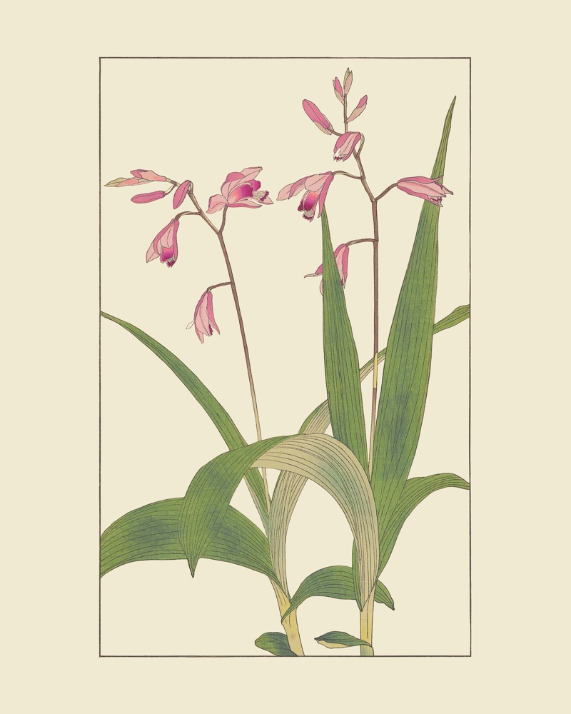 杉浦非水の植物図案「しらん」