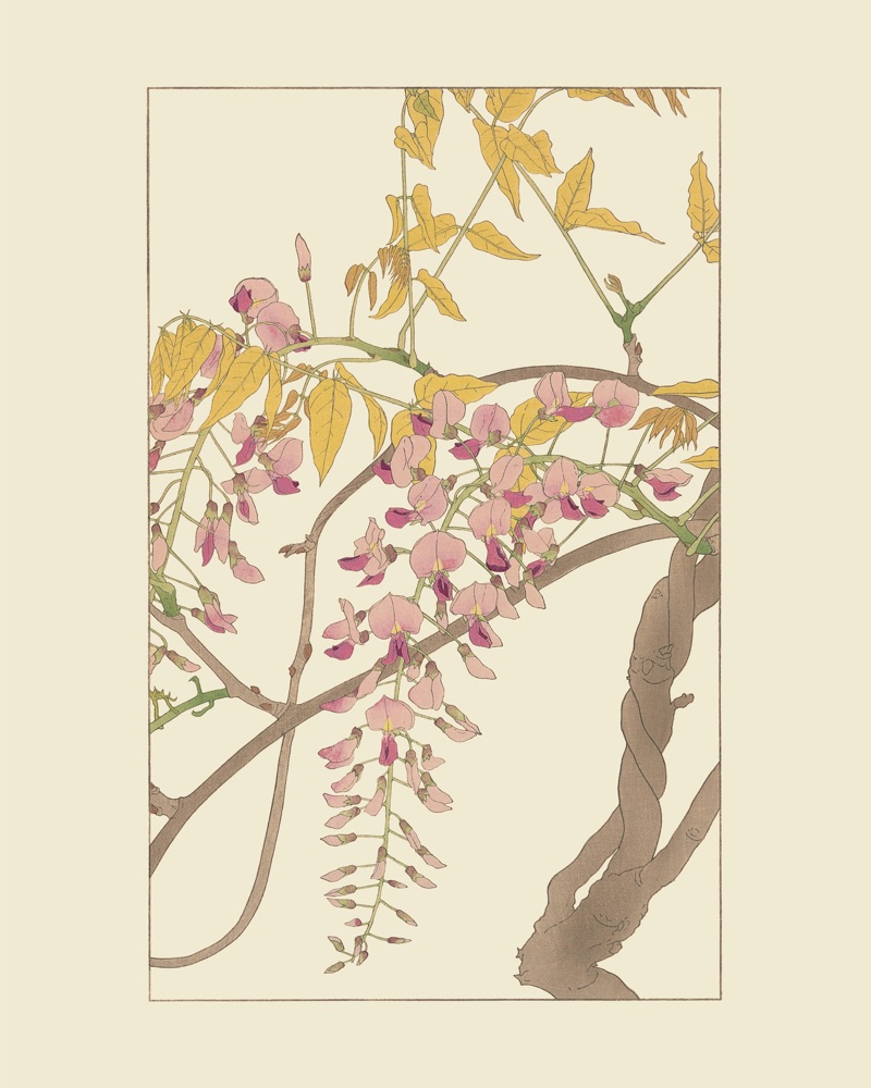 ふぢを30x40 cm / 12x16″の比率で確認