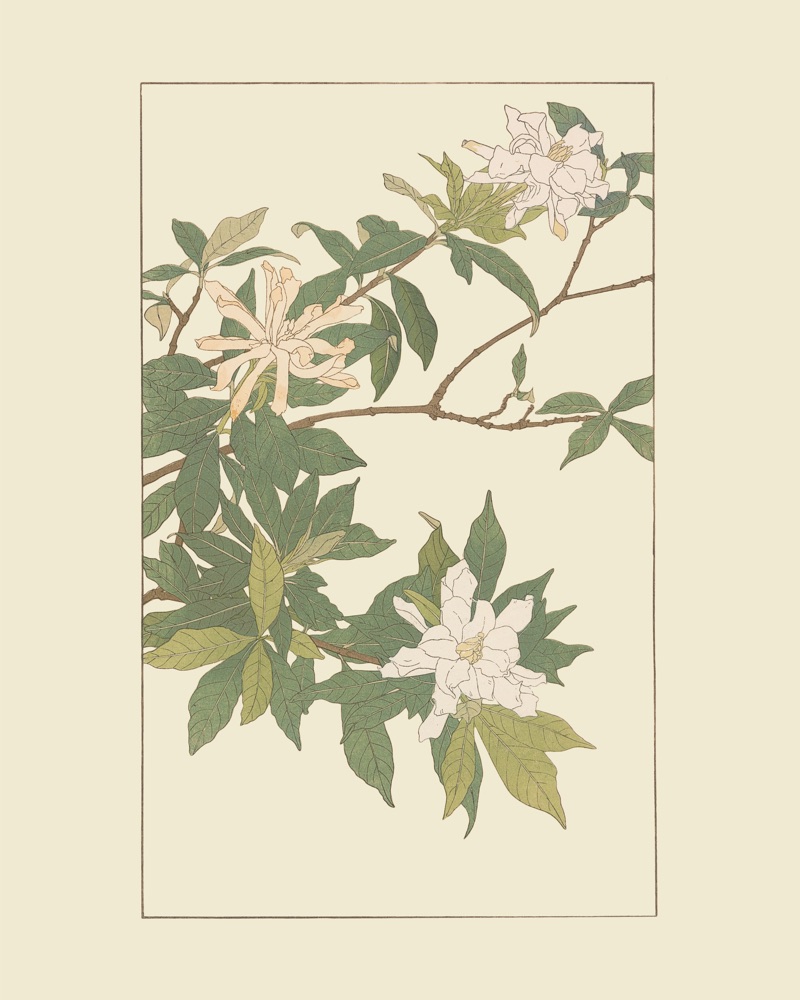 杉浦非水の植物図案「こくちなし」