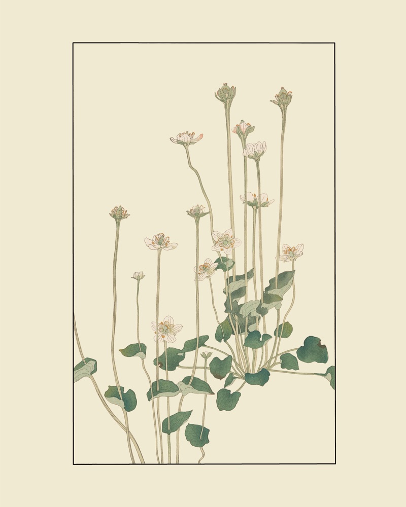 杉浦非水の植物図案「うめばちさう」