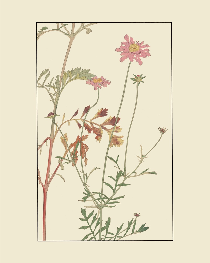 杉浦非水の植物図案「まつむしさう」