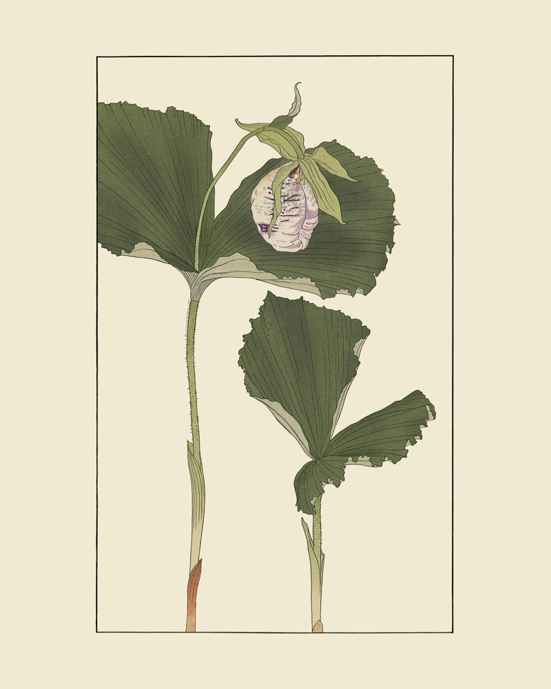 くまがえさうを30x40 cm / 12x16″の比率で確認