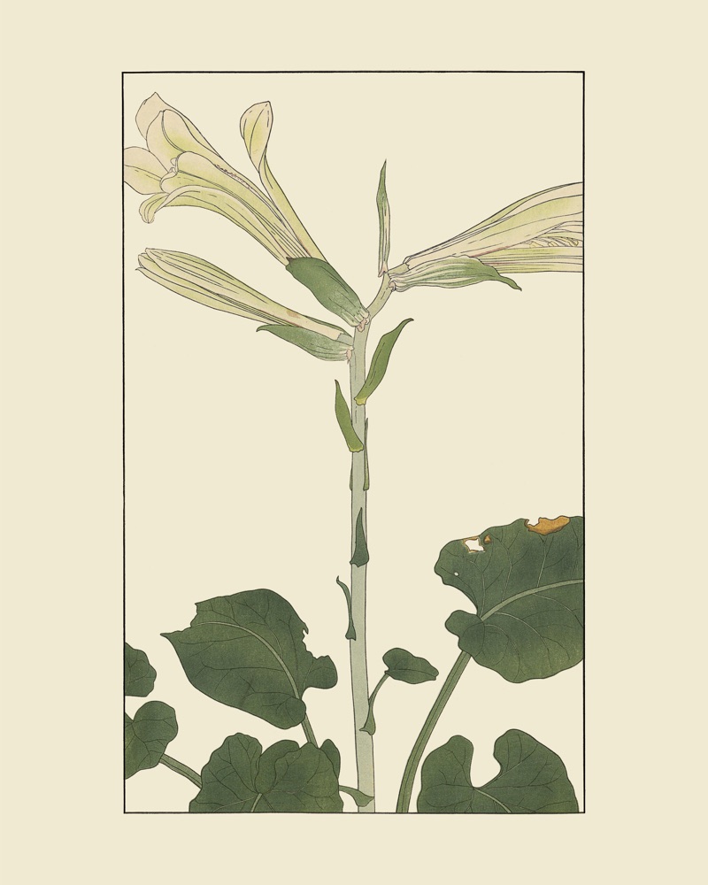 杉浦非水の植物図案「うばゆり」