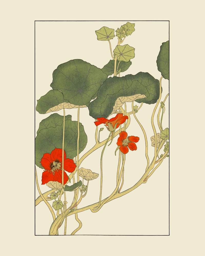 杉浦非水の植物図案「のうぜんはれん」