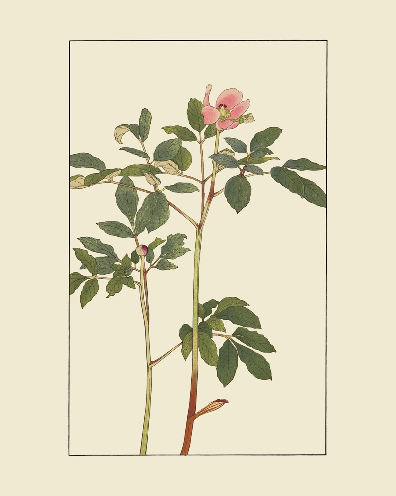 杉浦非水の植物図案「やましやくやく」