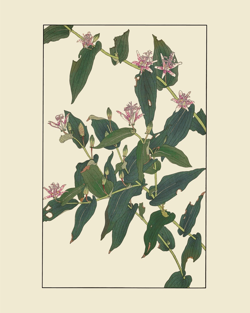 杉浦非水『非水百花譜』No.074「ほととぎす」の植物図案
