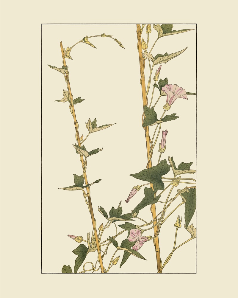 杉浦非水の植物図案「こひるがほ」