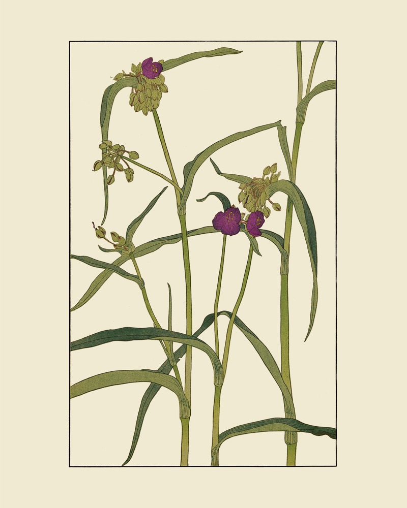 むらさきつゆくさを30x40 cm / 12x16″の比率で確認