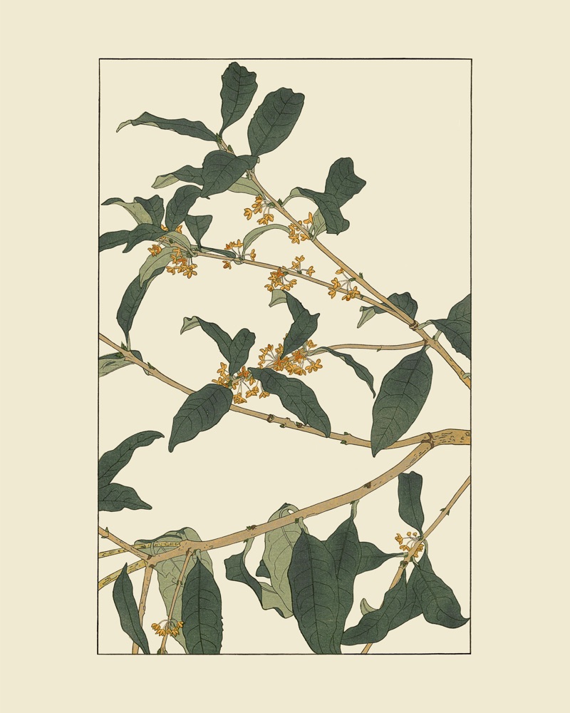 杉浦非水の植物図案「もくせい」