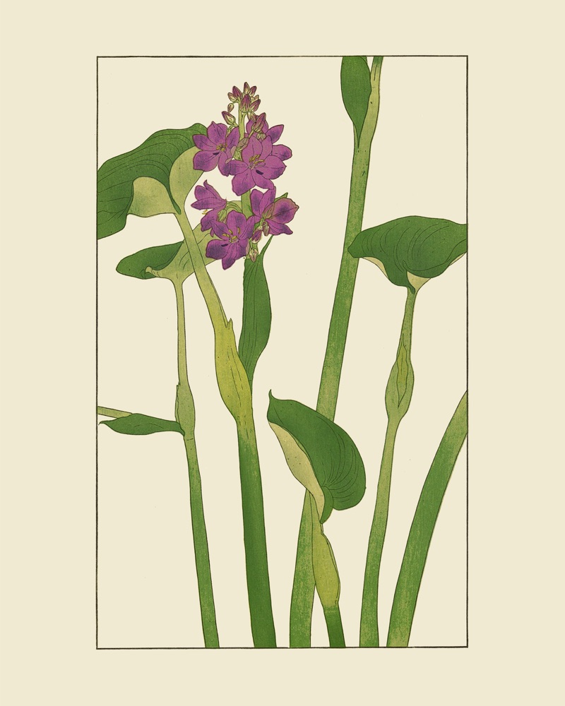 杉浦非水の植物図案「みづあふひ」