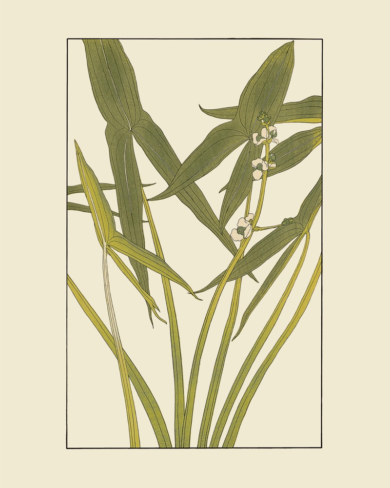 杉浦非水の植物図案「おもだか」